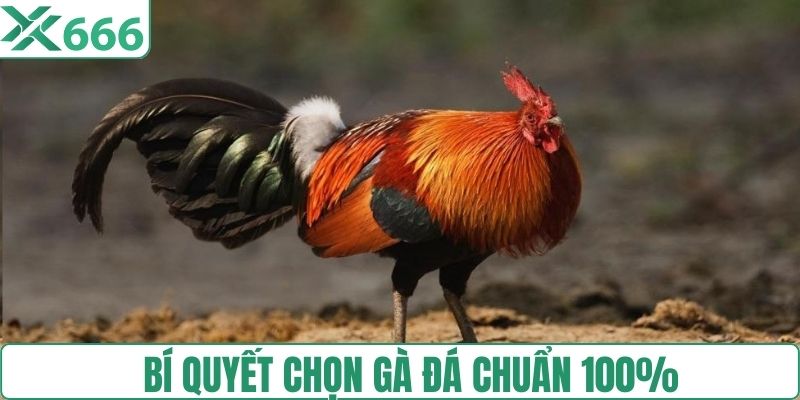 Bí quyết chọn gà đá chuẩn 100% 