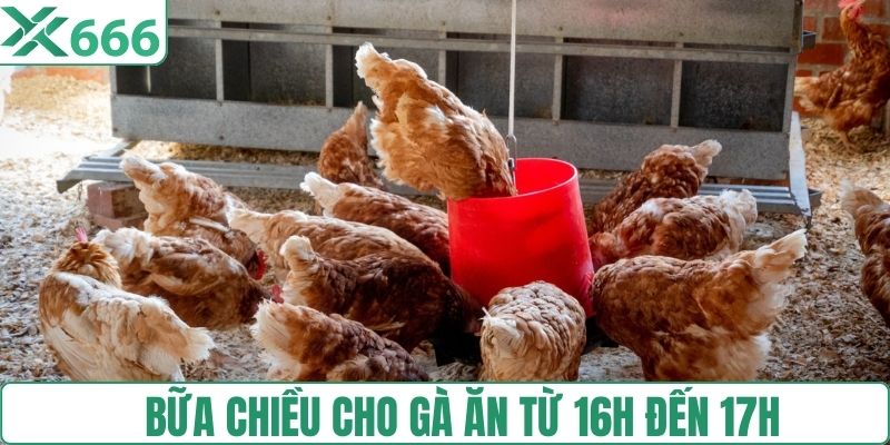 Bữa chiều cho gà ăn từ 16h đến 17h 