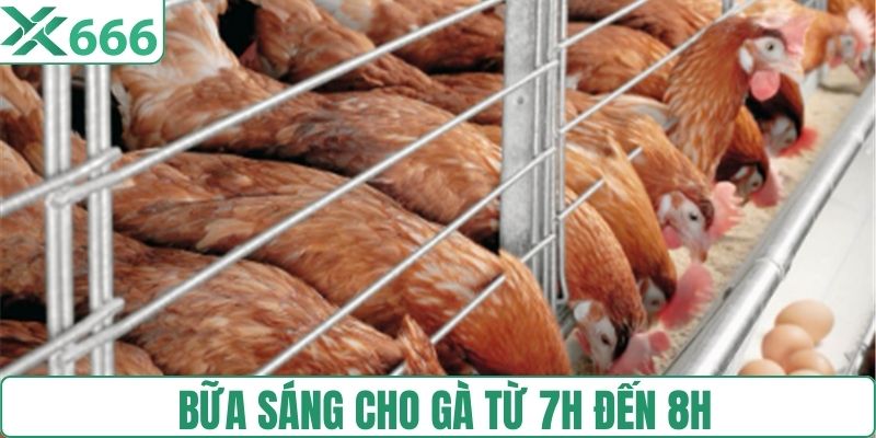 Bữa sáng cho gà từ 7h đến 8h 