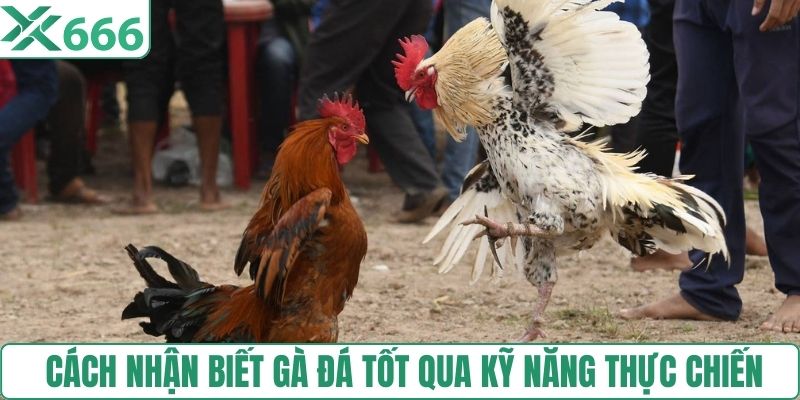 Cách nhận biết gà đá tốt qua kỹ năng thực chiến 