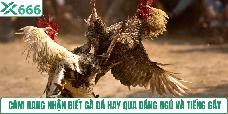 Cẩm nang nhận biết gà đá hay qua dáng ngủ và tiếng gáy 