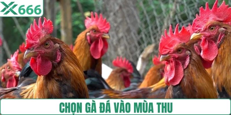 Chọn gà đá vào mùa Thu 