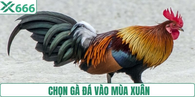 Chọn gà đá vào mùa Xuân 