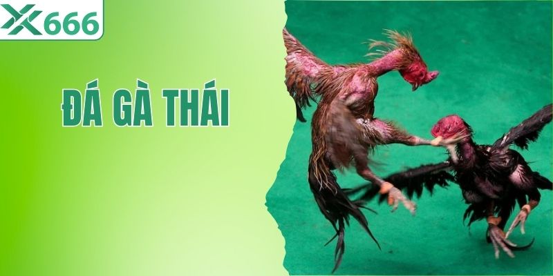 Kinh Nghiệm Xem Đá Gà Thái Chuẩn Cao Thủ Cho Người Mới