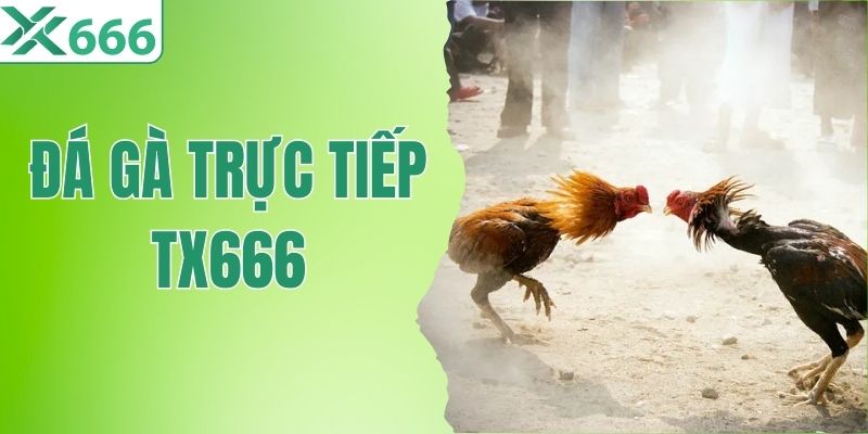 Đá Gà Trực Tiếp TX666- Thế Giới Đá Gà Trong Tầm Tay
