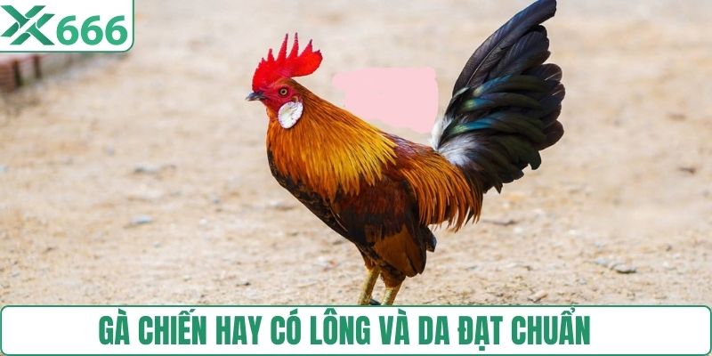 Gà chiến hay có lông và da đạt chuẩn 