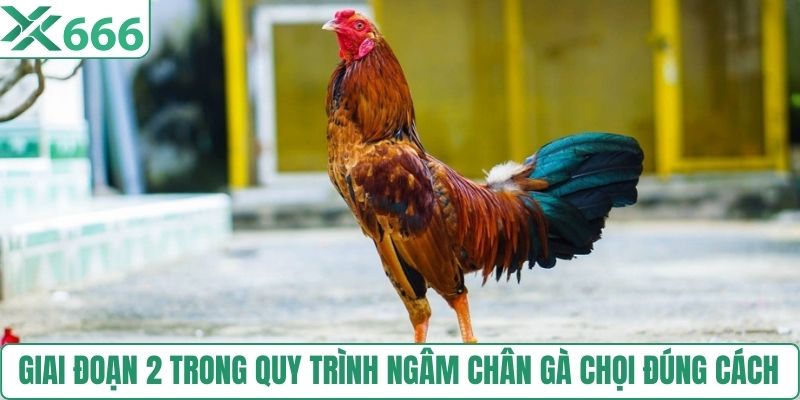 Giai đoạn 2 trong quy trình ngâm chân gà chọi đúng cách 