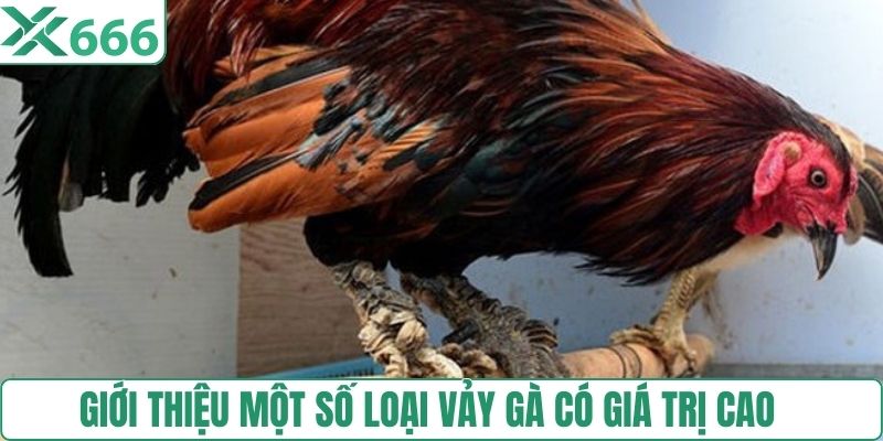 Giới thiệu một số loại vảy gà có giá trị cao 