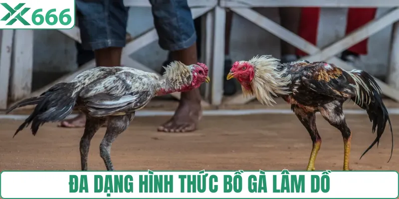Hình thức thi đấu sới gà Lâm Dồ tại TX666 