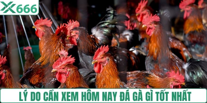 Lý do cần xem hôm nay đá gà gì tốt nhất 