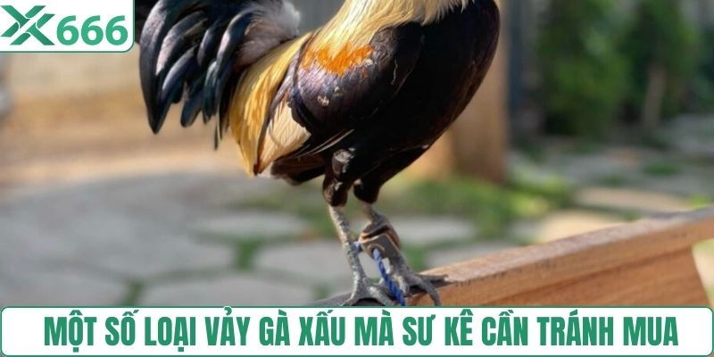 Một số loại vảy gà xấu mà sư kê cần tránh mua 