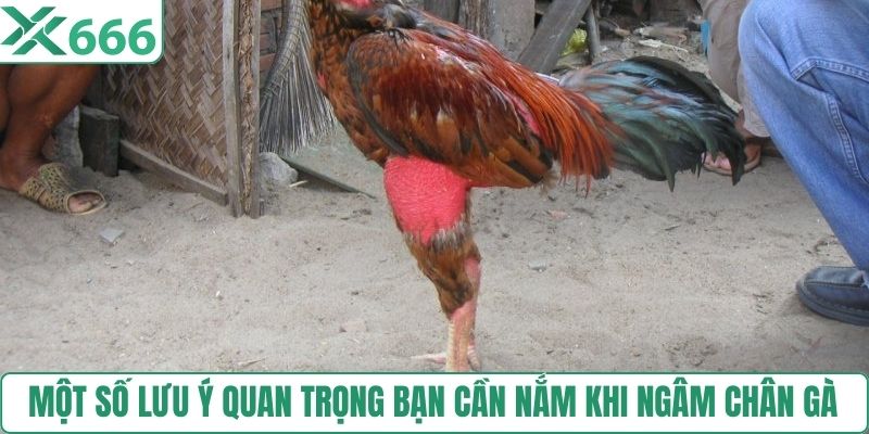 Một số lưu ý quan trọng bạn cần nắm khi ngâm chân gà  