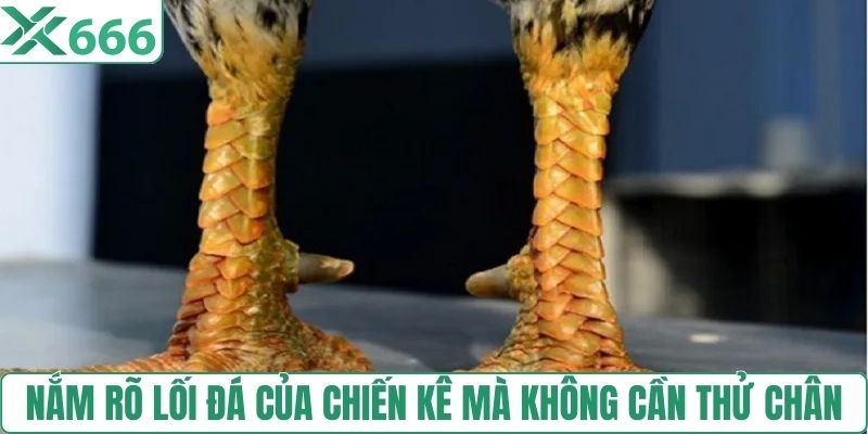 Nắm rõ lối đá của chiến kê mà không cần thử chân 