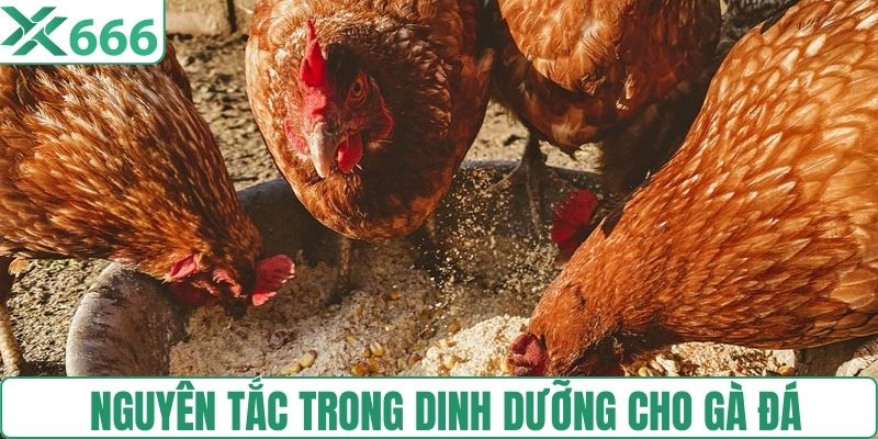 Nguyên tắc trong dinh dưỡng cho gà đá 