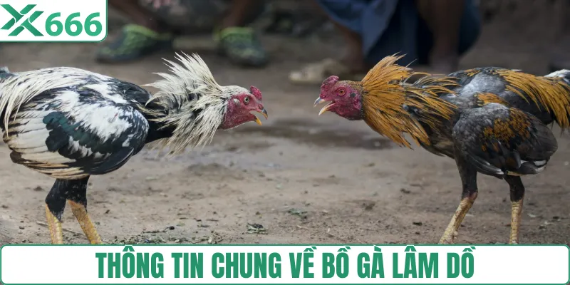 Thông tin chung về bồ gà Lâm Dồ 
